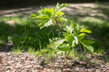 Oakleaf Hydrangea Plant in Spring Garden