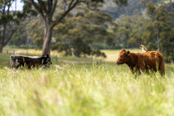wagyu angus cows Mixed Herd of Healthy Beef Cattle Grazing on Lush Green Pasture. Regenerative...