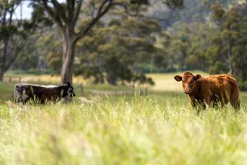 wagyu angus cows Mixed Herd of Healthy Beef Cattle Grazing on Lush Green Pasture. Regenerative...