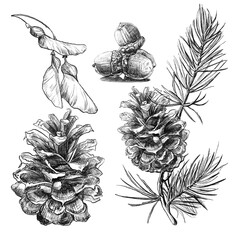 set of elements flowers and leaves and cone. Hand draw illustration, black lines
