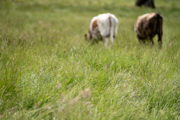 wagyu angus cows Mixed Herd of Healthy Beef Cattle Grazing on Lush Green Pasture. Regenerative...