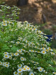 wild flowers in the garden