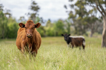 wagyu angus cows Mixed Herd of Healthy Beef Cattle Grazing on Lush Green Pasture. Regenerative...