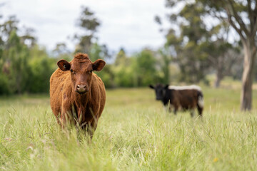 wagyu angus cows Mixed Herd of Healthy Beef Cattle Grazing on Lush Green Pasture. Regenerative...