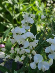 Bumblebee on a white flower