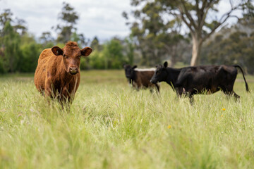 herd of cows in a field grazing on green lush pasture. Expansive Australian Farm Landscape with a...