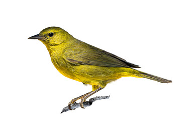 Orange-crowned Warbler (Leiothlypis celata) Photo, Perched on a Transparent, Isolated PNG Background