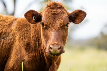 wagyu angus cows Mixed Herd of Healthy Beef Cattle Grazing on Lush Green Pasture. Regenerative Sustainable Australian Agriculture, Responsible Livestock Farming, and Natural Environment in Australia