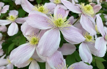 Clematis Bl&uuml;ten helles Rosa