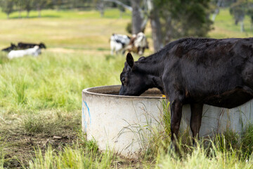 wagyu angus cows Mixed Herd of Healthy Beef Cattle Grazing on Lush Green Pasture. Regenerative...