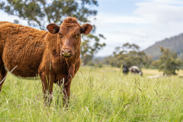 herd of cows in a field grazing on green lush pasture. Expansive Australian Farm Landscape with a...