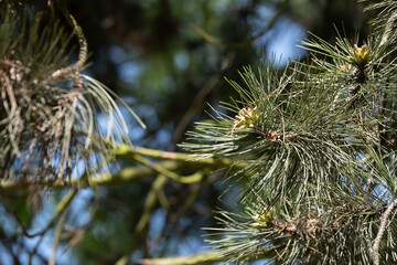 Pine Branch with Needles and Buds