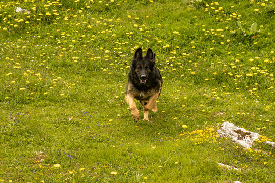 Germain shepard in field of slowers