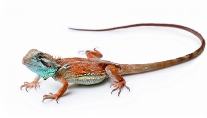 Naklejka premium Stunning Red and Blue Bearded Dragon Lizard Reptile Pet Animal