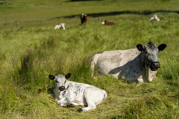 wagyu angus cows Mixed Herd of Healthy Beef Cattle Grazing on Lush Green Pasture. Regenerative...