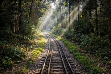 Peaceful Railway Through a Sunlit Forest Path