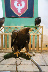 Birds of prey at a falconry stand in The Alfonsi medieval market in the old town of Alcaraz