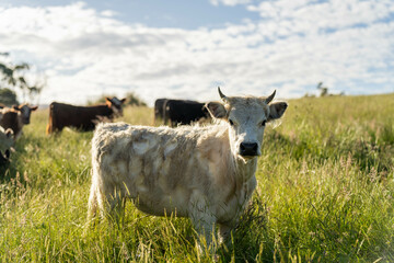 wagyu angus cows Mixed Herd of Healthy Beef Cattle Grazing on Lush Green Pasture. Regenerative...