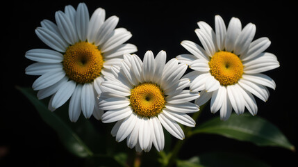 Obraz premium Beautiful white daisies with vibrant yellow centers arranged together, showcasing their delicate petals against dark background