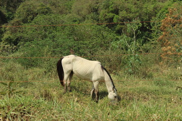 white horse in a field with a hawk in his back