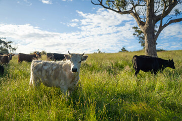 wagyu angus cows Mixed Herd of Healthy Beef Cattle Grazing on Lush Green Pasture. Regenerative...