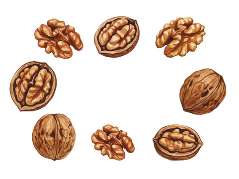 Vector watercolor walnut / 水彩テイストのくるみイラスト