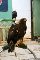 Bird of prey at a falconry stand in The Alfonsi medieval market in the old town of Alcaraz