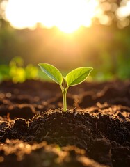 Sunrise Seedling Growth.