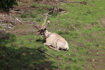 White Reindeer Resting on Grass with Antlers in Natural Habitat