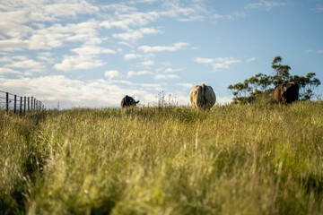 wagyu angus cows Mixed Herd of Healthy Beef Cattle Grazing on Lush Green Pasture. Regenerative...