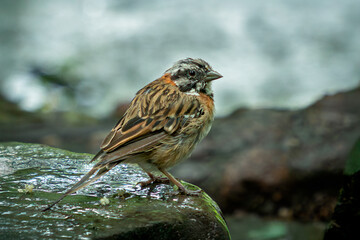 A rain-bedraggled rufous-collared sparrow or Andean sparrow (Zonotrichia capensis) on a rock...