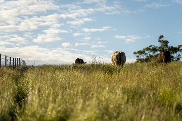 wagyu angus cows Mixed Herd of Healthy Beef Cattle Grazing on Lush Green Pasture. Regenerative...