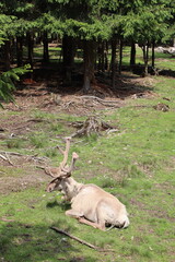White Reindeer Resting on Grass with Antlers in Natural Habitat