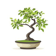2D flat vector illustration of A Beech Bonsai, isolated on a white background.