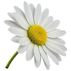 Naklejka premium Beautiful White Daisy Flower