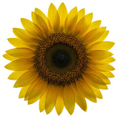 Fototapeta premium Vibrant Sunflower Close-Up