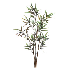 A Bamboo Plant illustration vector 2D flat, isolated on a white background.