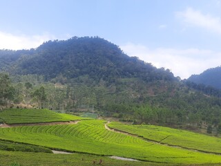 Tea plantation in Bandung, Indonesia