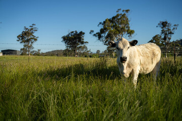 wagyu angus cows Mixed Herd of Healthy Beef Cattle Grazing on Lush Green Pasture. Regenerative Sustainable Australian Agriculture, Responsible Livestock Farming, and Natural Environment in Australia