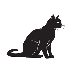 black and white cat