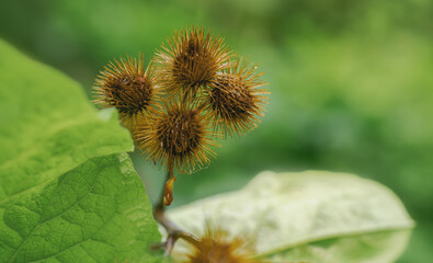 Softer minimaler Fokus, trockene Blütenstände der Kletten (Arctium)