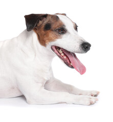 Cute Jack Russell Terrier dog on white background