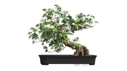 bonsai tree on a white background. 