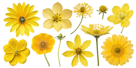Fototapeta premium Bright yellow flowers in various shapes and sizes create cheerful and vibrant display, perfect for adding touch of nature beauty