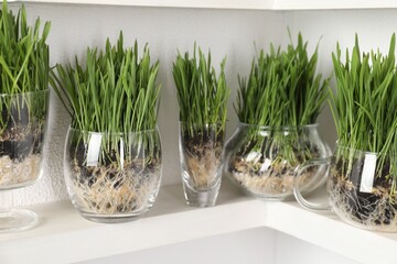 Wheat grass in transparent pots on shelf near light wall, closeup