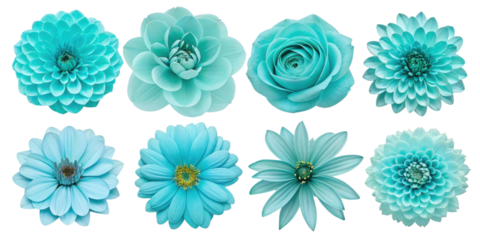 Beautiful turquoise flowers arranged in stunning display, showcasing various shapes and sizes, perfect for decoration or design projects