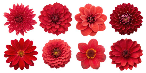 Beautiful collection of red flowers showcasing various shapes and textures, perfect for floral designs and decorations