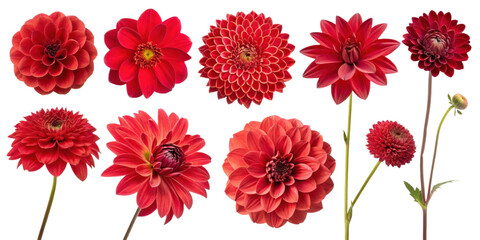 Beautiful red flowers arranged in stunning display, showcasing various types and shapes, perfect for adding vibrant touch to any design