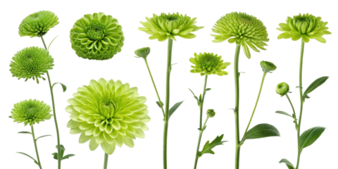 Green flowers in various shapes and sizes, showcasing vibrant hues and intricate details, perfect for floral arrangements and decorations