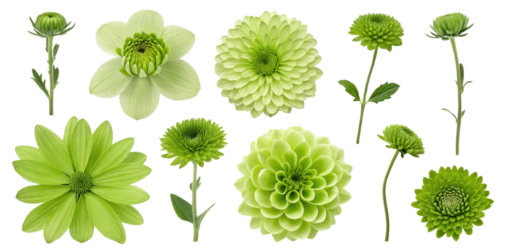 Collection of vibrant green flowers showcasing various shapes and sizes, perfect for nature themed designs